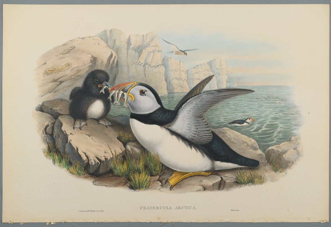 Fratercula Arctica: Puffin (farve litho på vævet papir) af John Gould