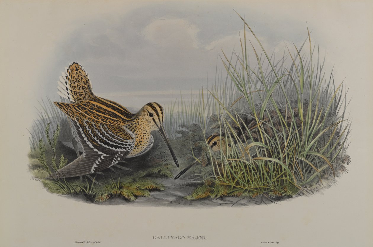 Gallinago Major - Stor Snipe af John Gould