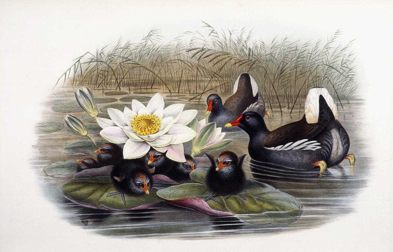 Gallinula Chloropus af John Gould