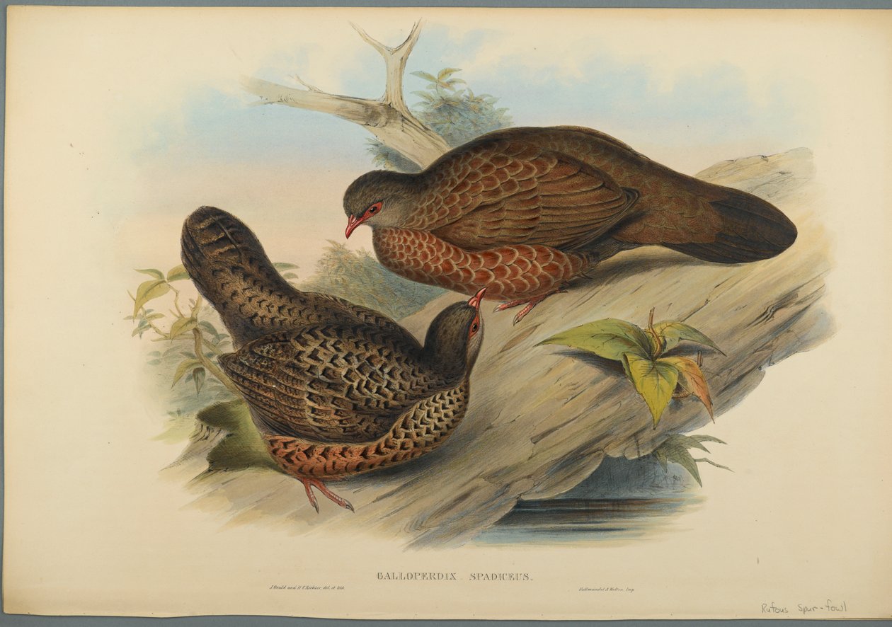 Galloperdix Spadiceus (farve litho på vævet papir) af John Gould