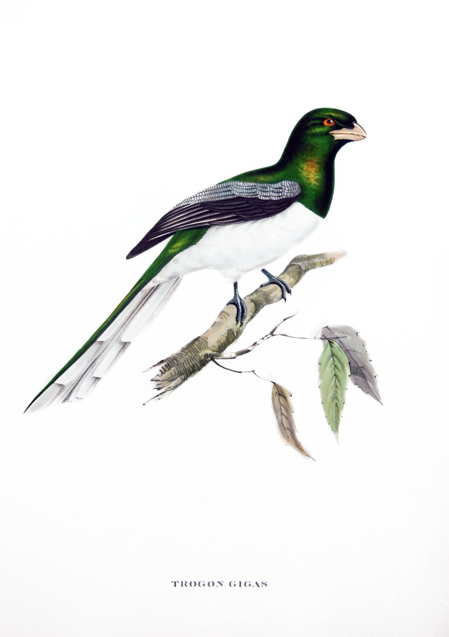 Giant Trogon, fugl fra Indien, stik fra bog af John Gould (1804-1881) "Tropiske fugle" af John Gould