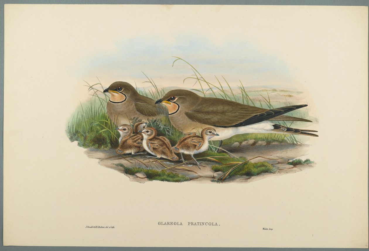 Glareola Pratincola - Common Pratincole (farve litho på vævet papir) af John Gould