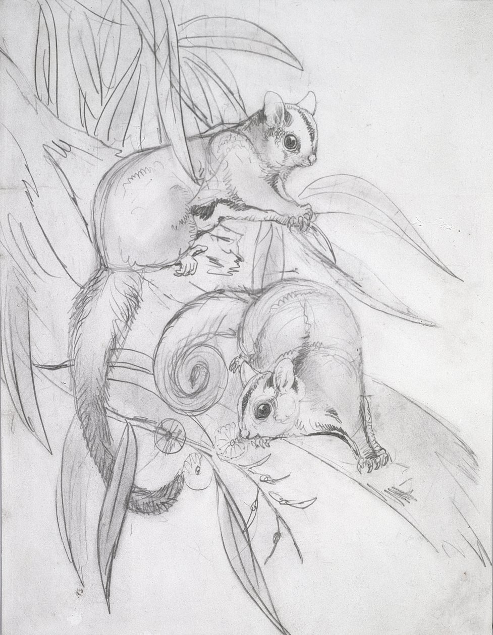 Glidende possums (blyant) af John Gould