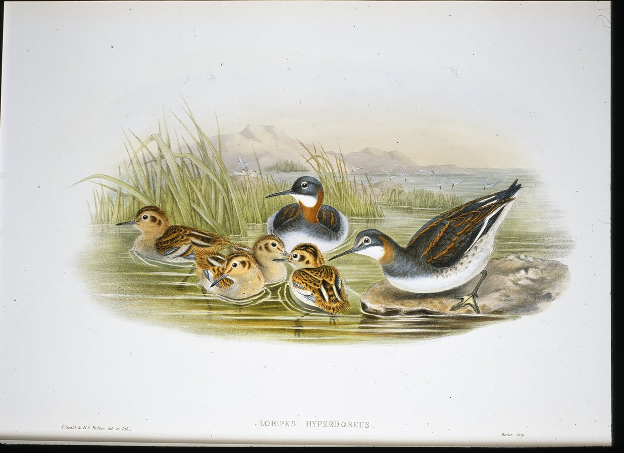 Blank Ibis (Falcinella Fire) (håndfarvet litho) af John Gould