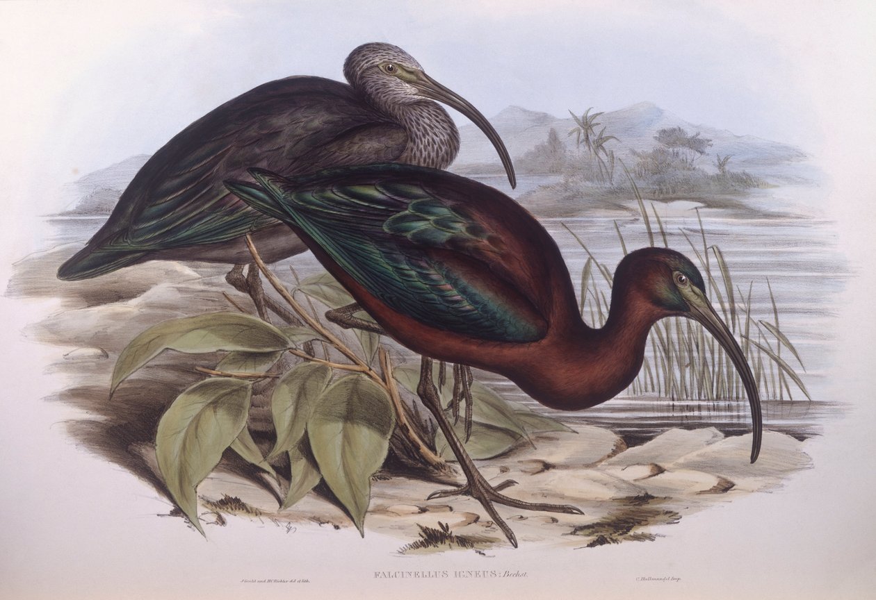 Blank ibis (Plegadis falcinellus), Indgravering af John Gould af John Gould