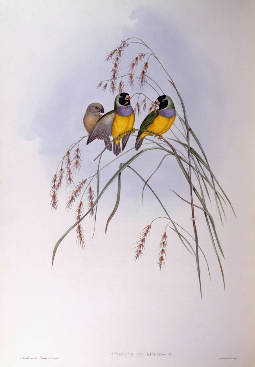 Gouldian fink (Chloebia eller Erythrura gouldiae), Indgravering af John Gould af John Gould