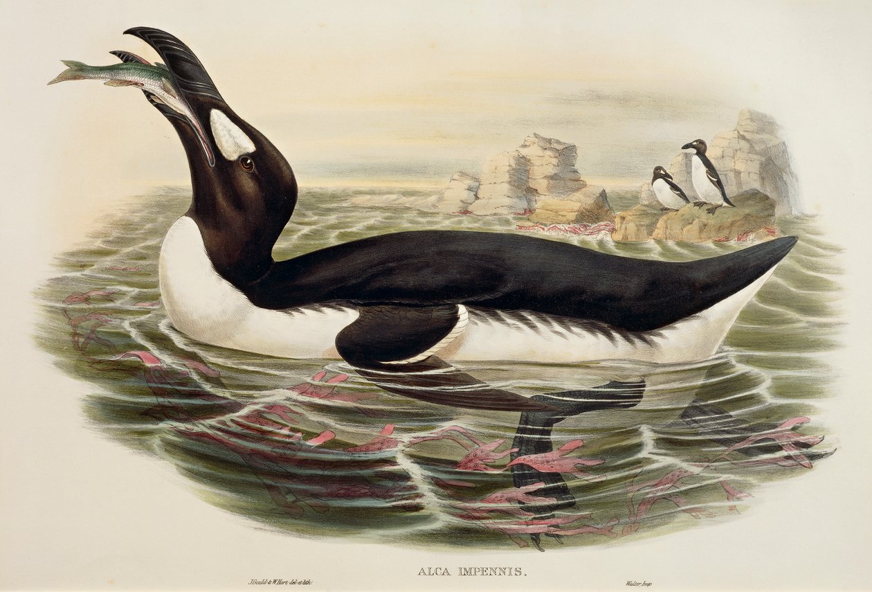 Store Auk Pinguinus impennis, gravering af John Gould