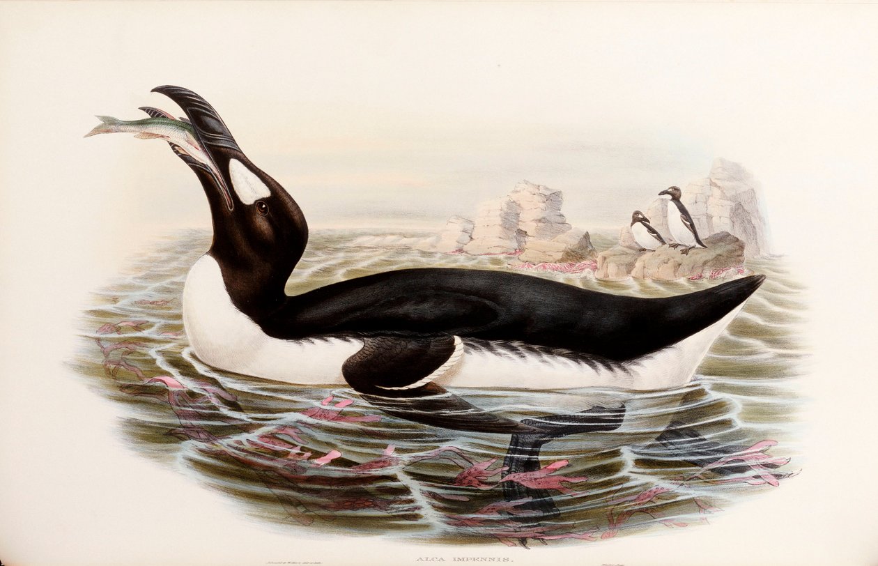 Great Auk, fra "The Birds of Great Britain", udgivet London 1862-73 af John Gould