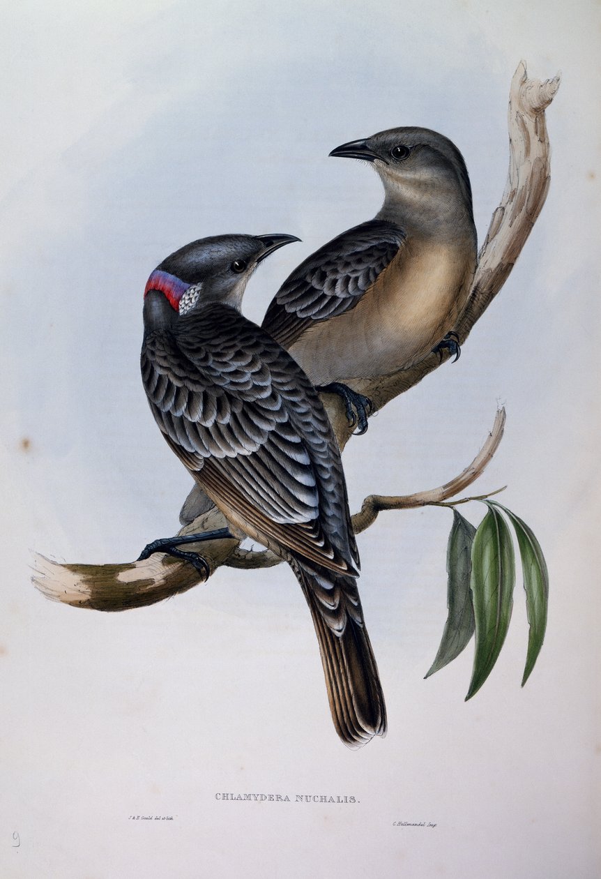 Great Bowerbird (Chlamydera nuchalis), gravering fra Birds of Australia af John Gould