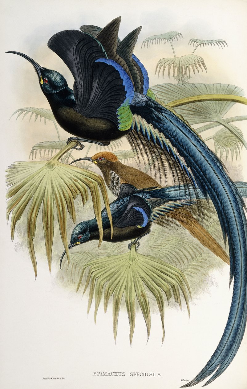 Stor seglnæbbet paradisfugl af John Gould