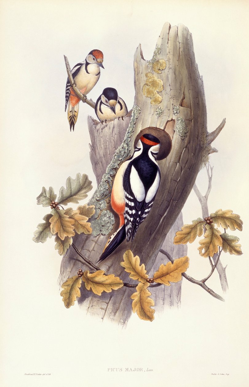 Stor flagspætte (Dendrocopos major), gravering af John Gould af John Gould