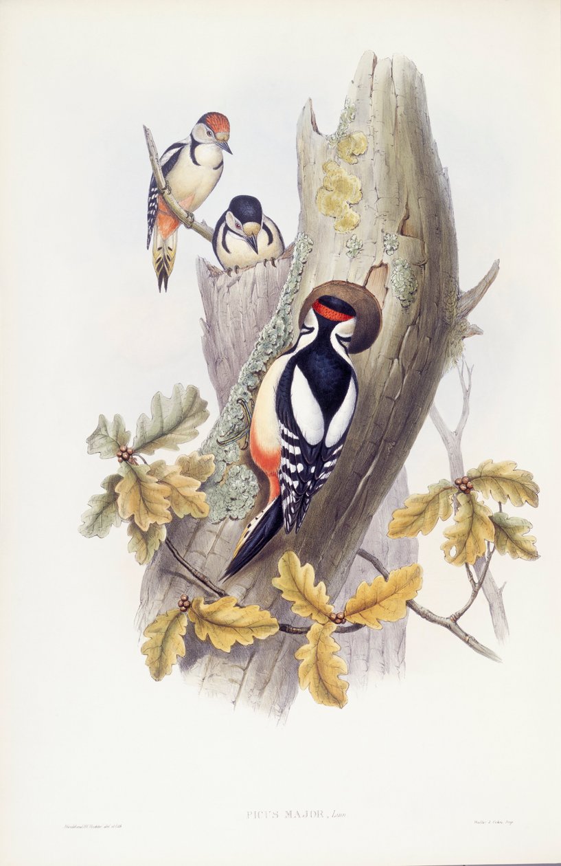 Stor plettet spætte (Dendrocopos major), gravering af John Gould af John Gould