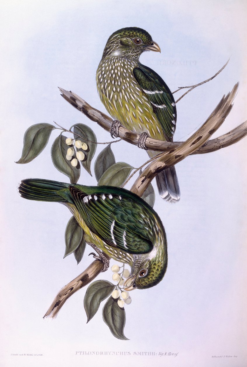 Grøn kattefugl (Ailuroedus crassirostris), gravering af John Gould af John Gould