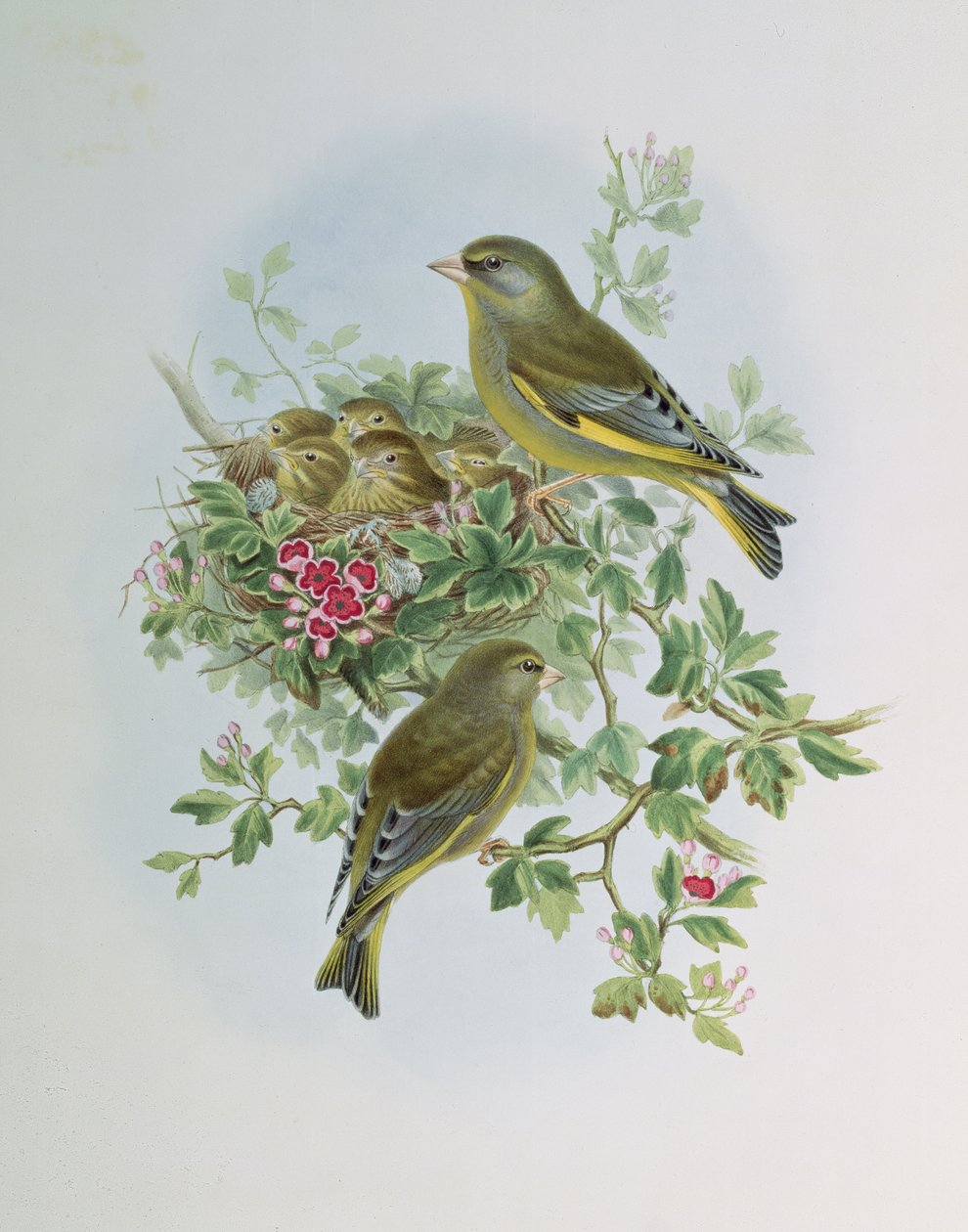 Grønfink af John Gould
