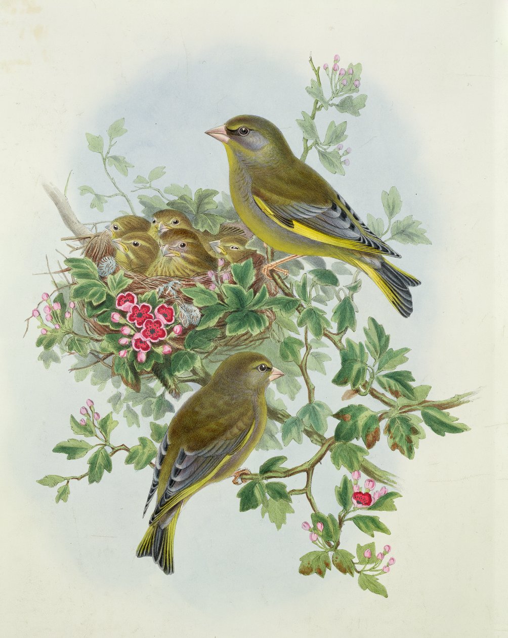 Grønfink, 1873 (wc, blyant på papir) af John Gould
