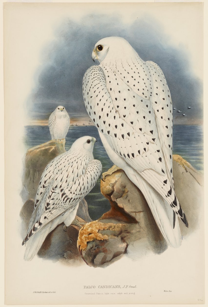 Grønlandsfalk af John Gould