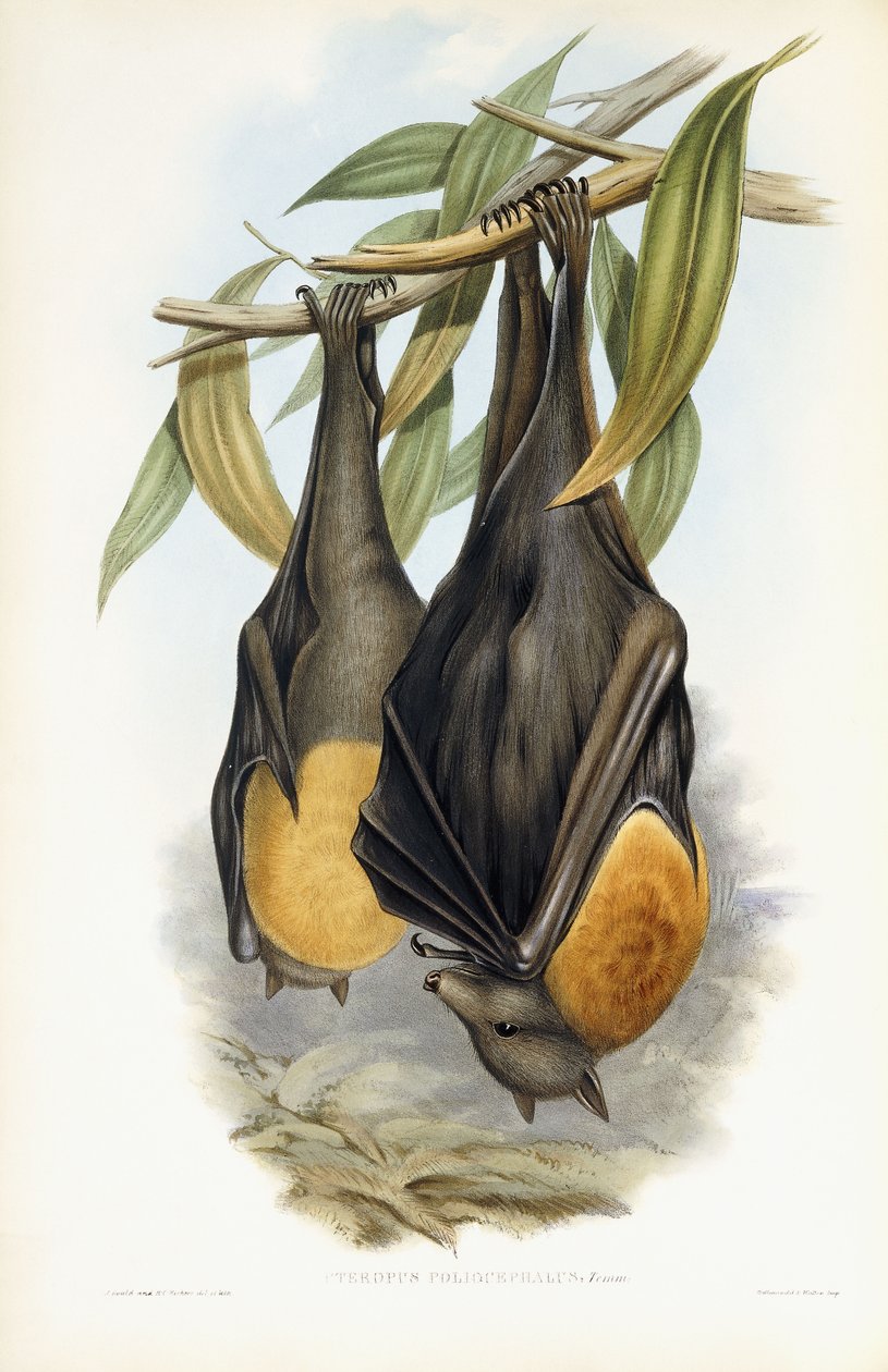 Gråhovedet flyvende ræv af John Gould