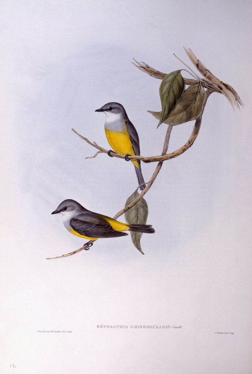 Gråbarmet robin (Eopsaltria griseogularis), gravering af John Gould af John Gould