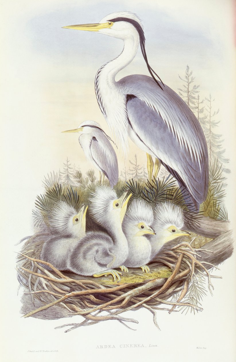 Gråhejre (Ardea cinerea), gravering af John Gould af John Gould