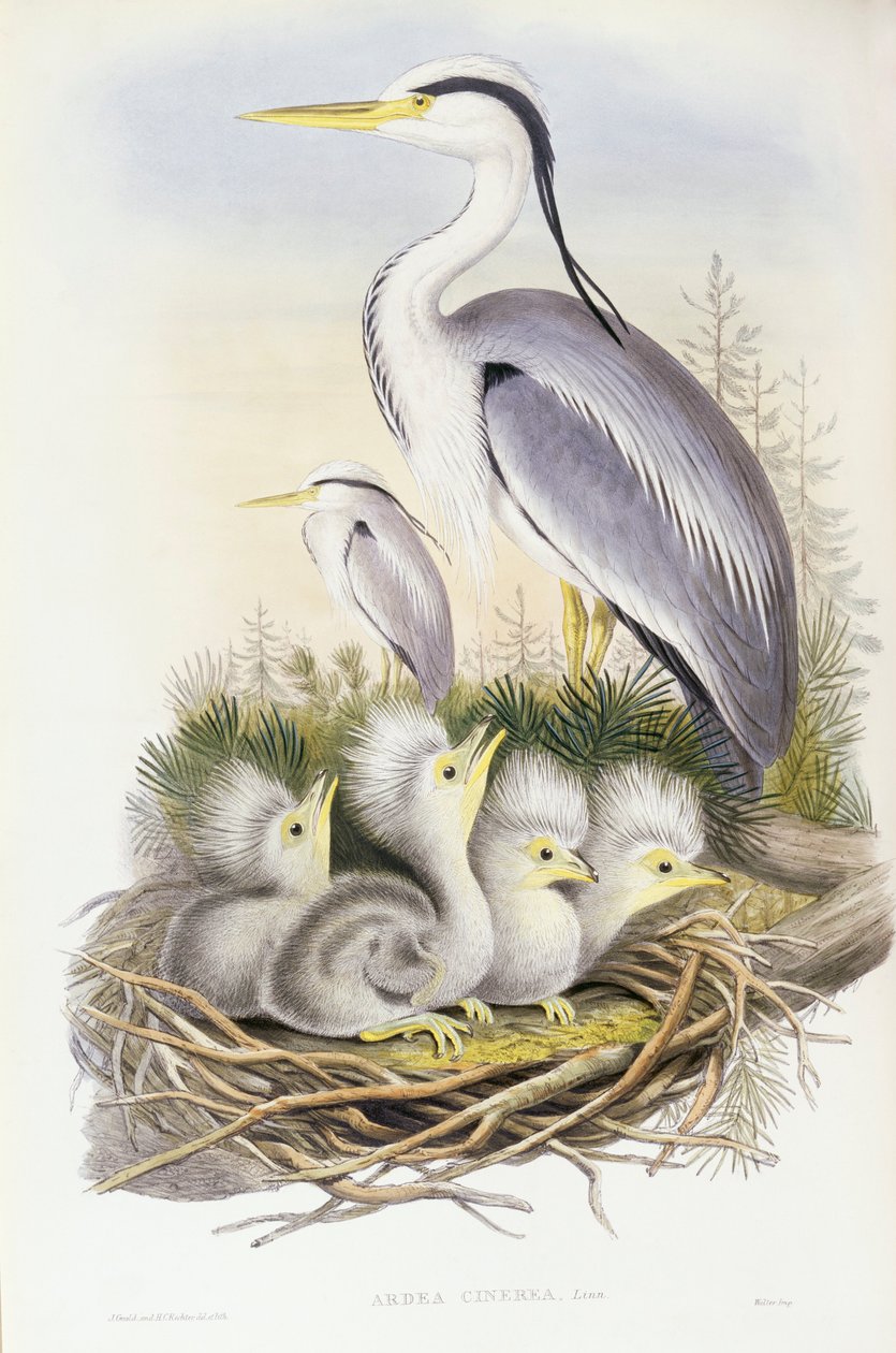 Gråhejre (Ardea cinerea), gravering af John Gould af John Gould