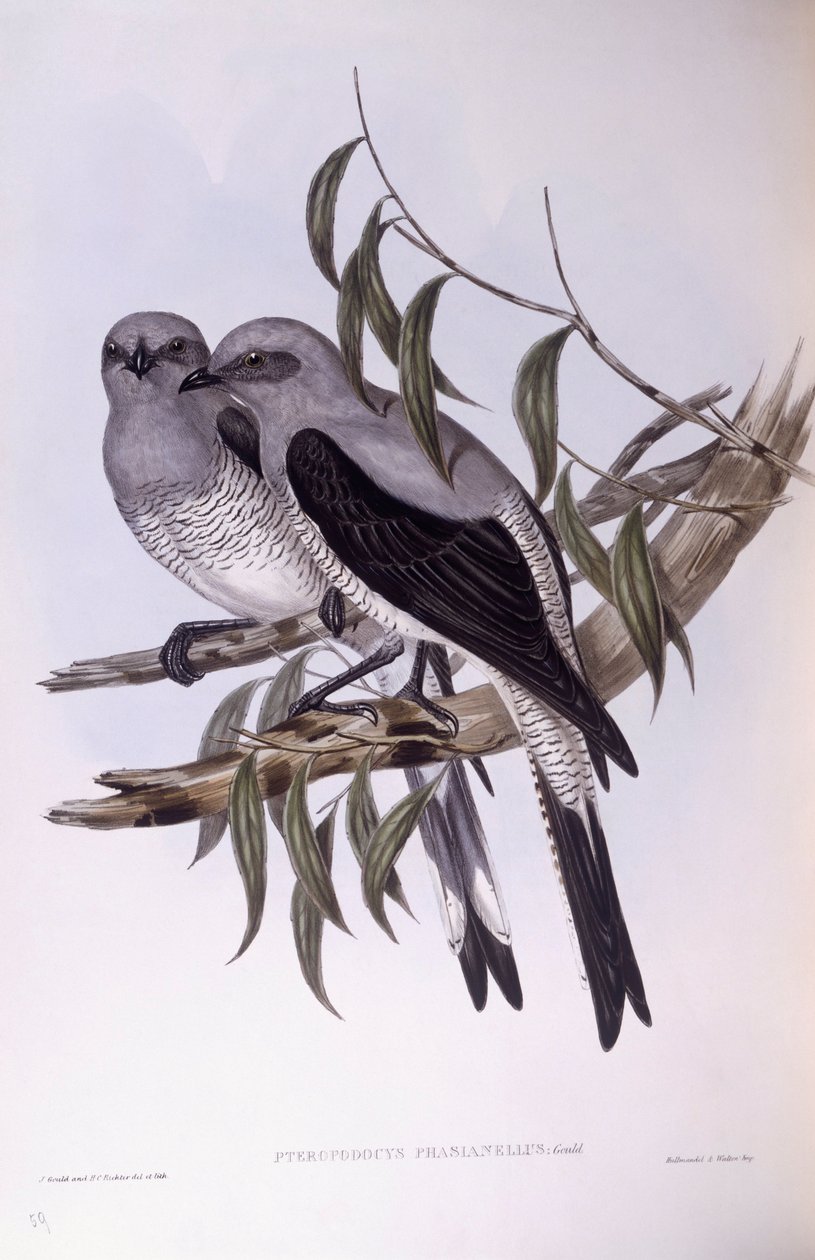 Jordgøgefugl (Coracina maxima), Indgravering af John Gould af John Gould