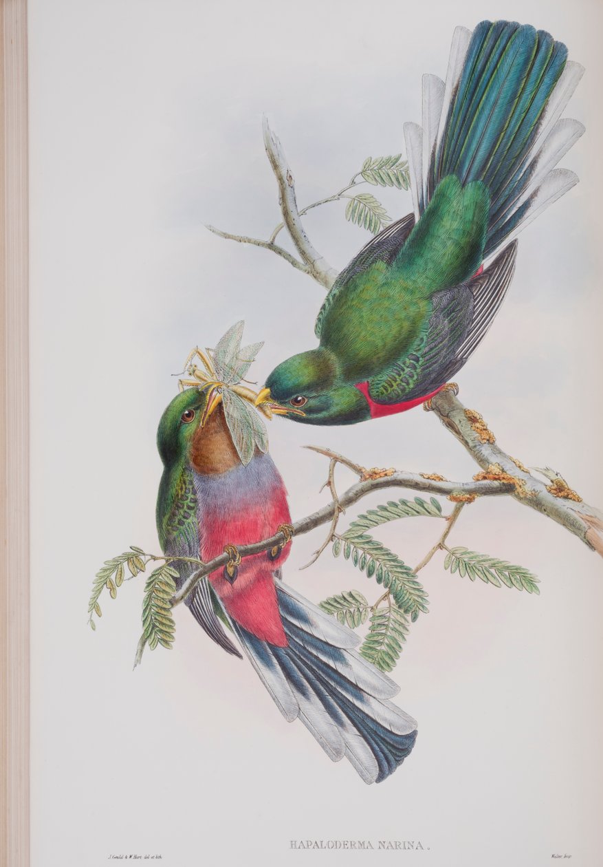 Hapaloderma Narina, tallerken fra The Birds of Great Britain af John Gould, udgivet 1862-73 (håndfarvet litho) af John Gould