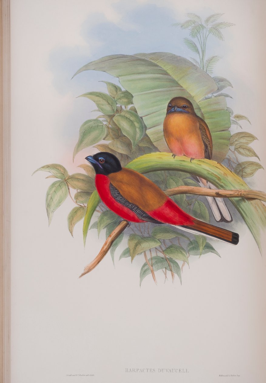 Harpactes Duvauceli, plade fra The Birds of Great Britain af John Gould, udgivet 1862-73 (håndkoloreret litho) af John Gould