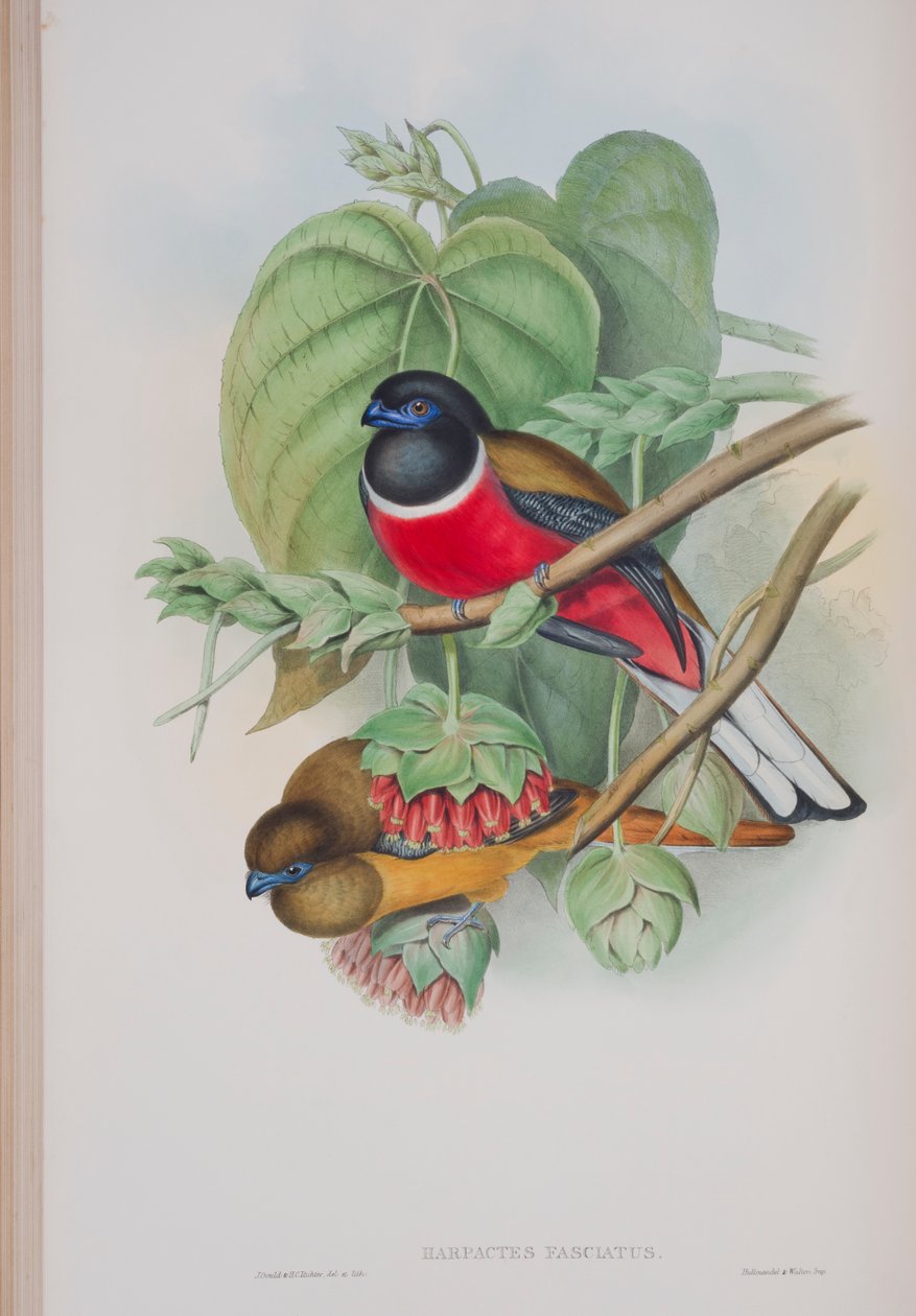 Harpactes Fasciatus, plade fra The Birds of Great Britain af John Gould, udgivet 1862-73 (håndkoloreret litho) af John Gould