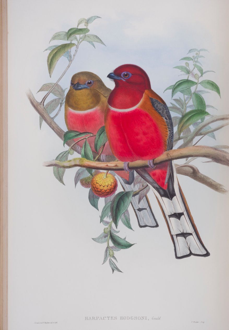 Harpactes Hodgsoni, tallerken fra The Birds of Great Britain af John Gould, udgivet 1862-73 (håndfarvet litho) af John Gould