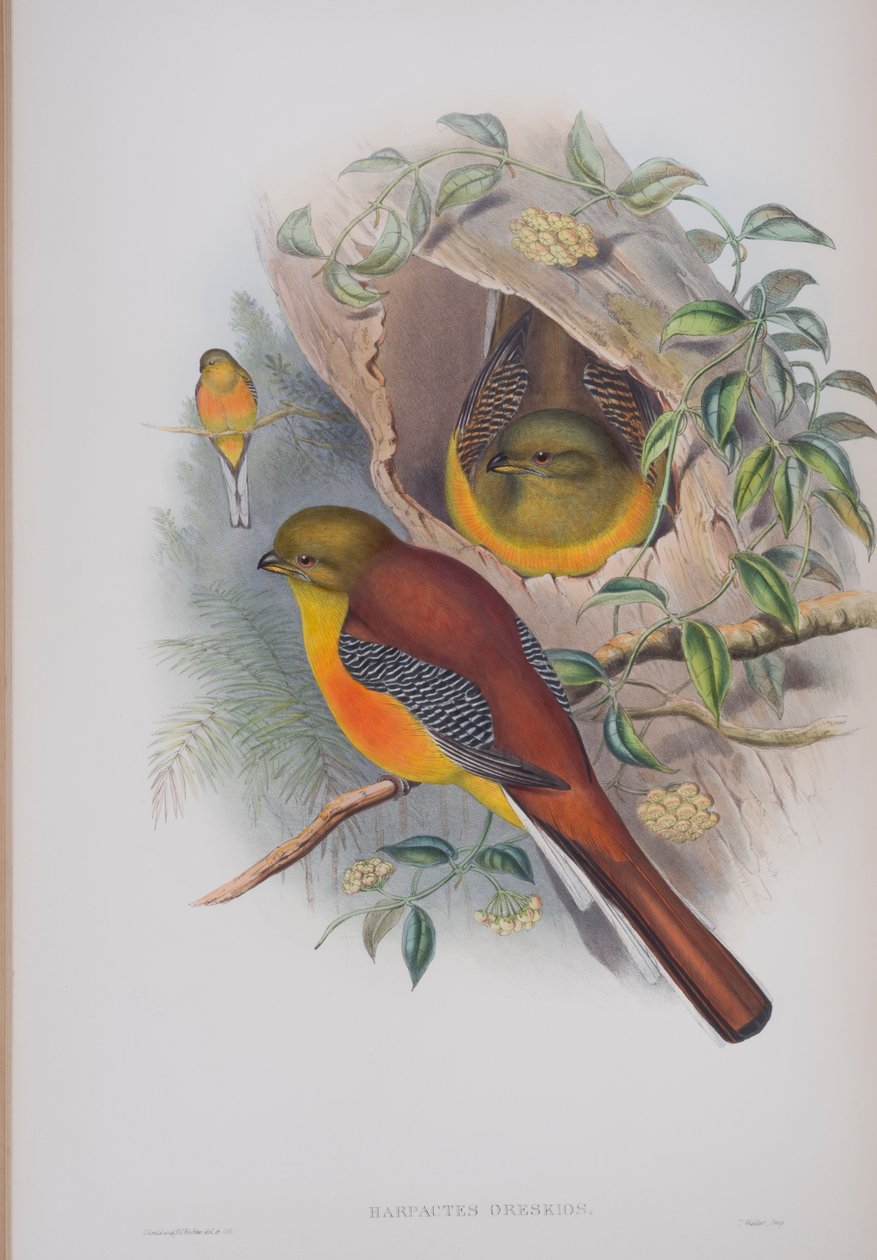 Harpactes Oreskios, tallerken fra The Birds of Great Britain af John Gould, udgivet 1862-73 (håndkoloreret litho) af John Gould