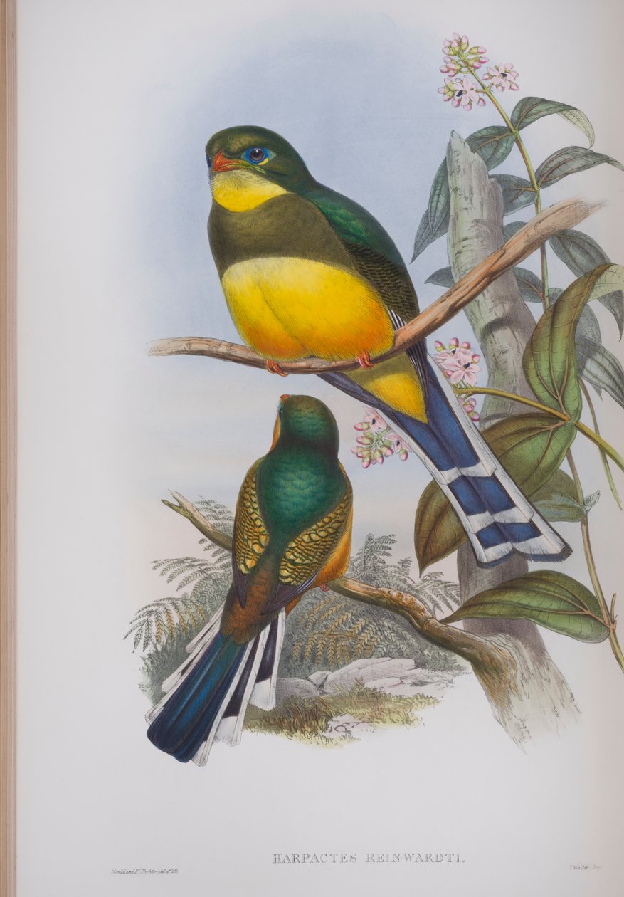 Harpactes Reinwardti, plade fra The Birds of Great Britain af John Gould, udgivet 1862-73 (håndkoloreret litho) af John Gould