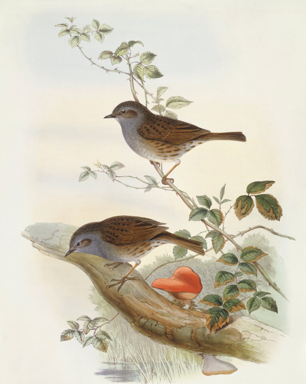 Hækaccentor (Prunella modularis), Gravering af John Gould af John Gould