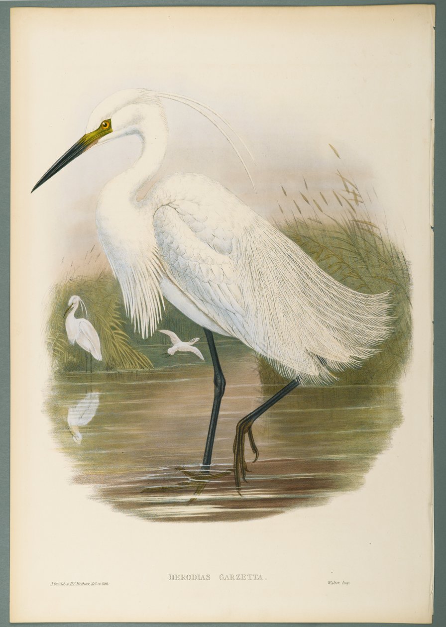 Herodias Garzetta - Lille Egret (farve litho på vævet papir) af John Gould