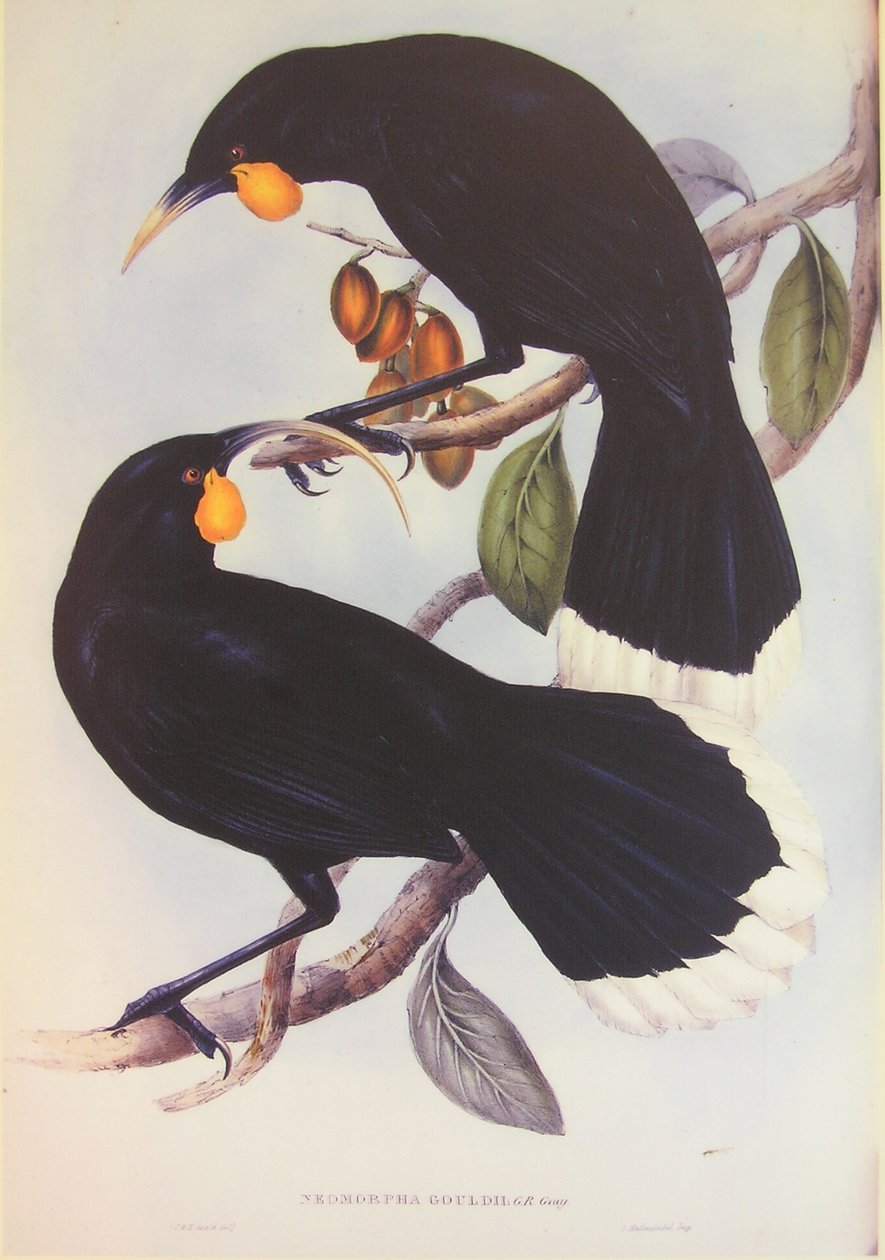 Illustration af Huia-parret af John Gould