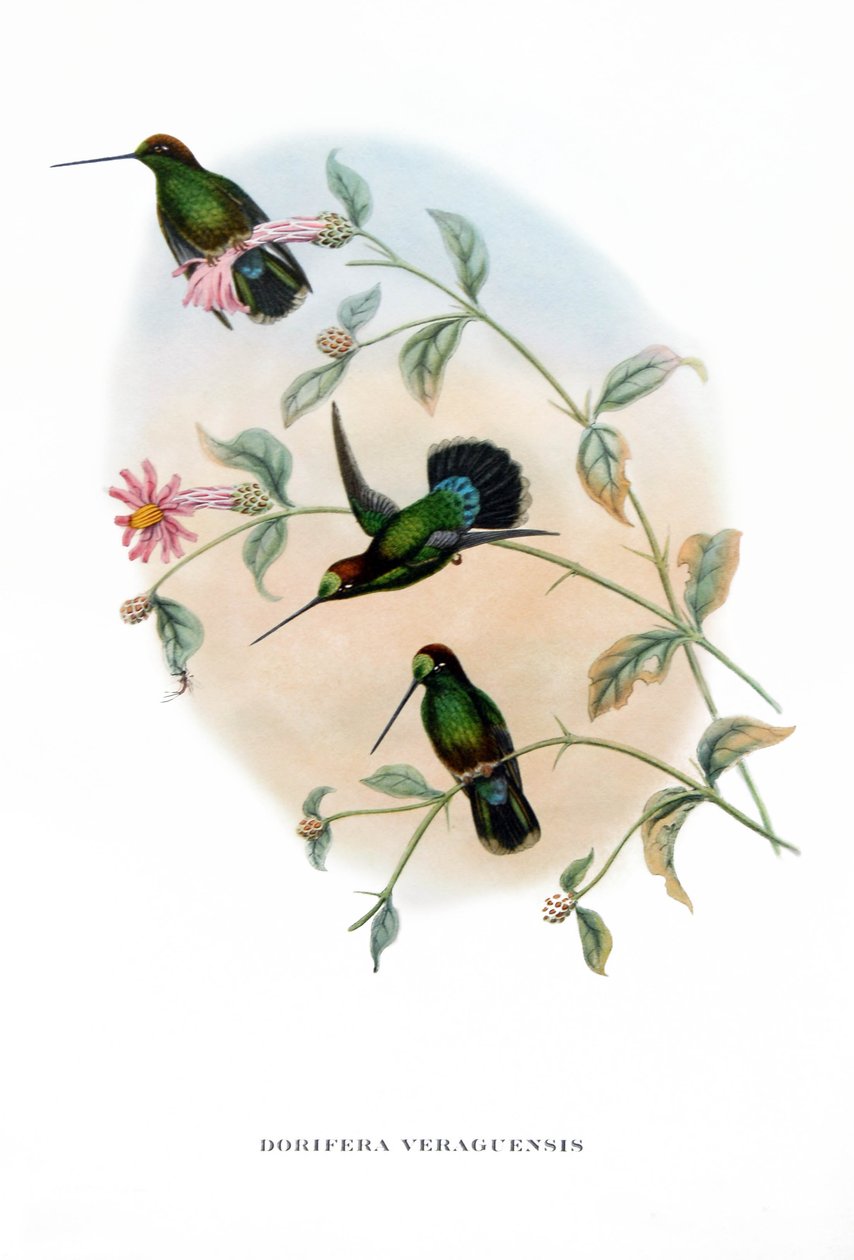 Humming Bird - Veruguan Lance-Bill, fugle fra Costa Rica , kobberstik fra bog af John Gould (1804-1881) "Tropical Birds" af John Gould