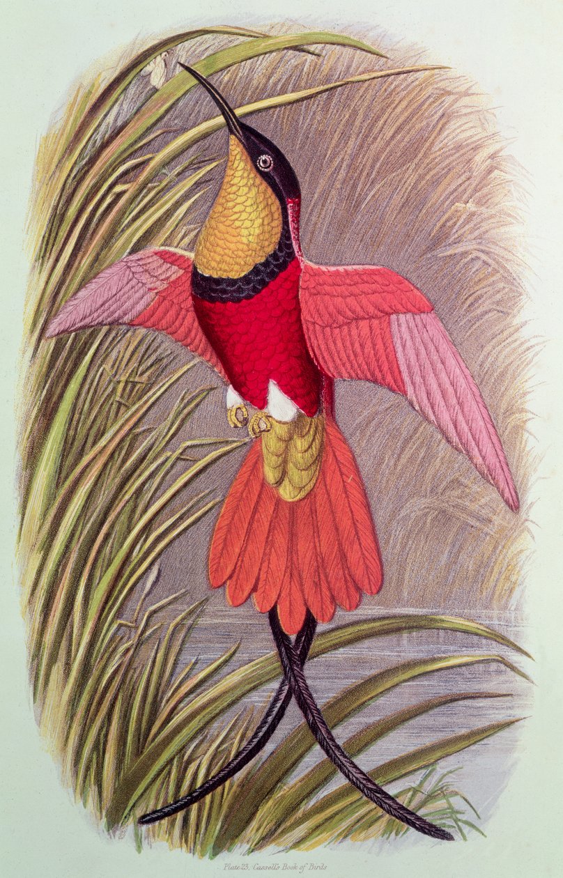 Humming Bird: Crimson Topaz, plade 23 fra 