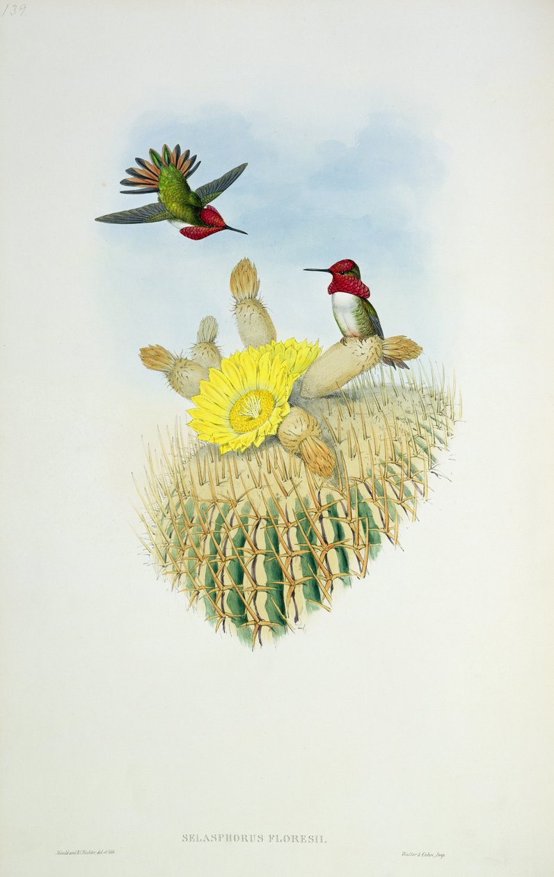 Hummingbird, graveret af Walter og Cohen af John Gould