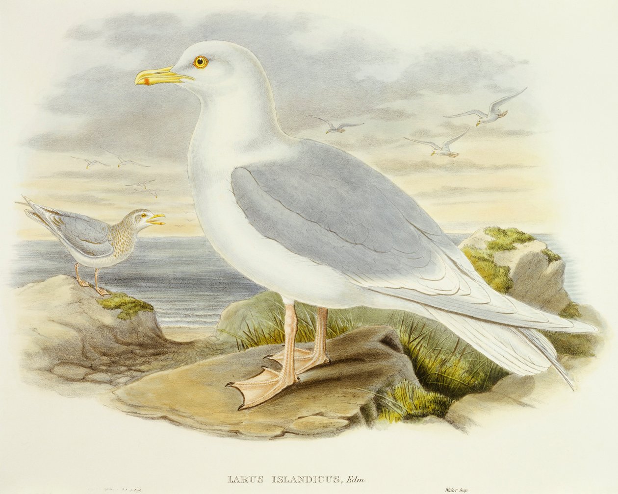 Islandsmåge (Larus glaucoides), Indgravering af John Gould af John Gould
