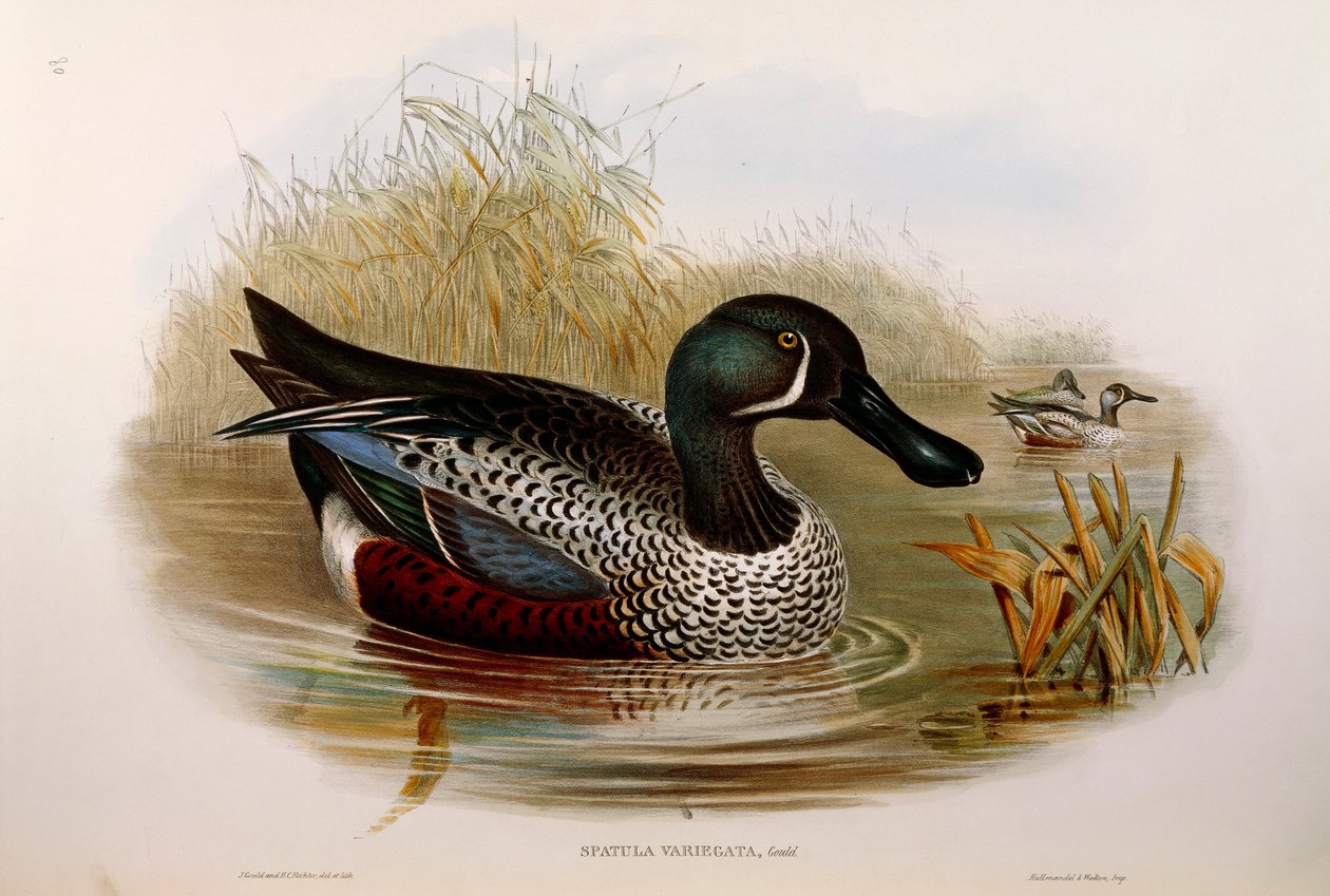 Illustration fra John Goulds "The Birds of Australia", der repræsenterer den australske skovler Anas rhynchotis variegata, af Oscar Dressler af John Gould