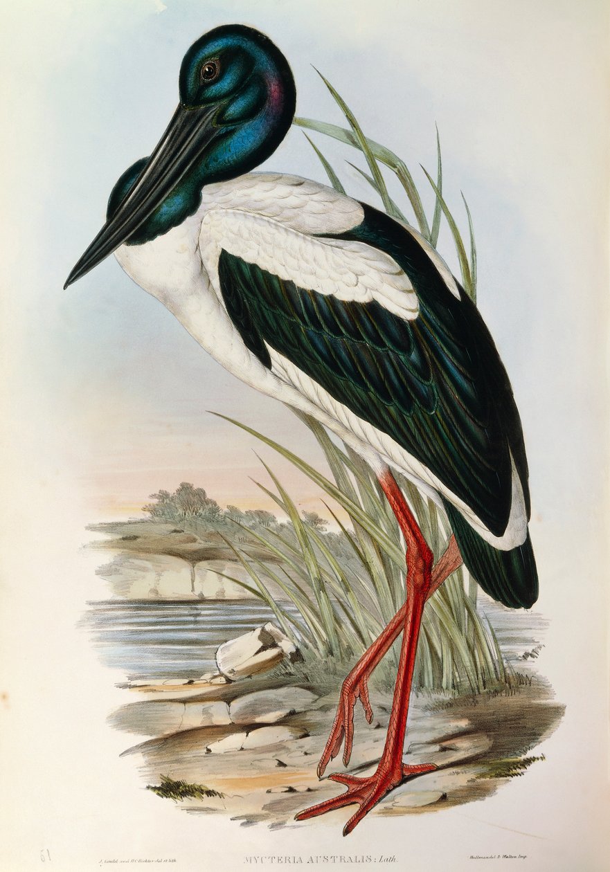 Illustration fra John Goulds "The Birds of Australia", der repræsenterer den sorthalsede stork Ephippiorhynchus asiaticus, af John Gould