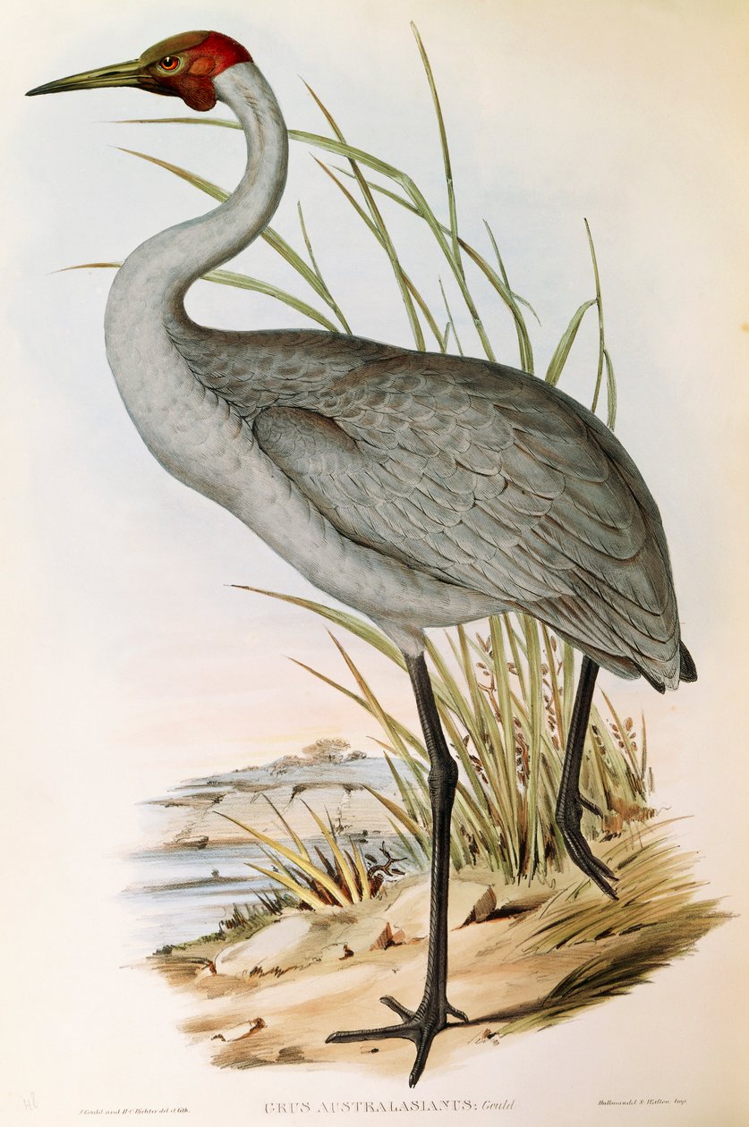 Illustration fra John Goulds "The Birds of Australia", der repræsenterer Brolga Grus rubicunda, af John Gould