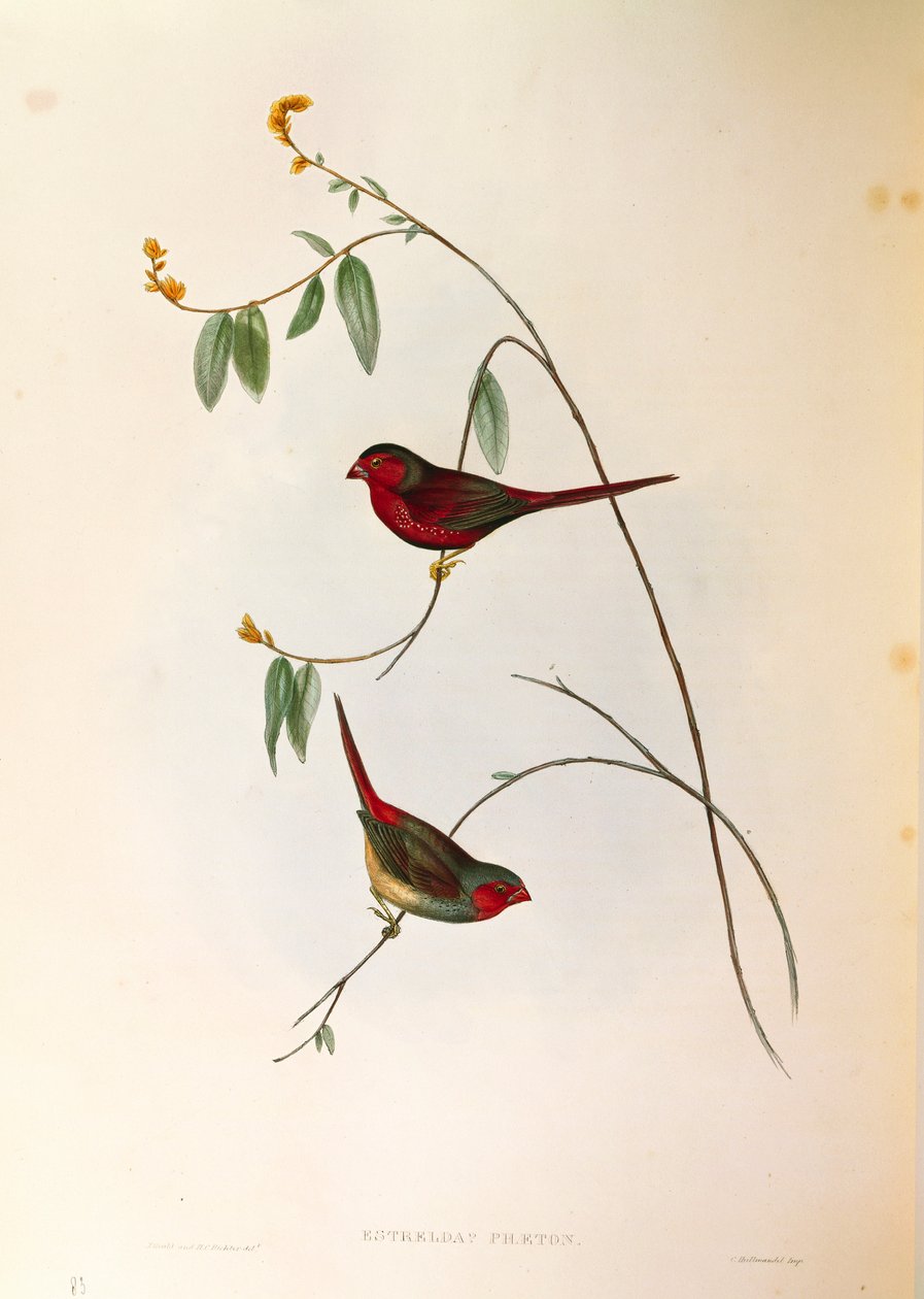 Illustration fra John Goulds "The Birds of Australia" repræsenterende Crimson Finch Neochmia phaeton, farvet gravering af John Gould