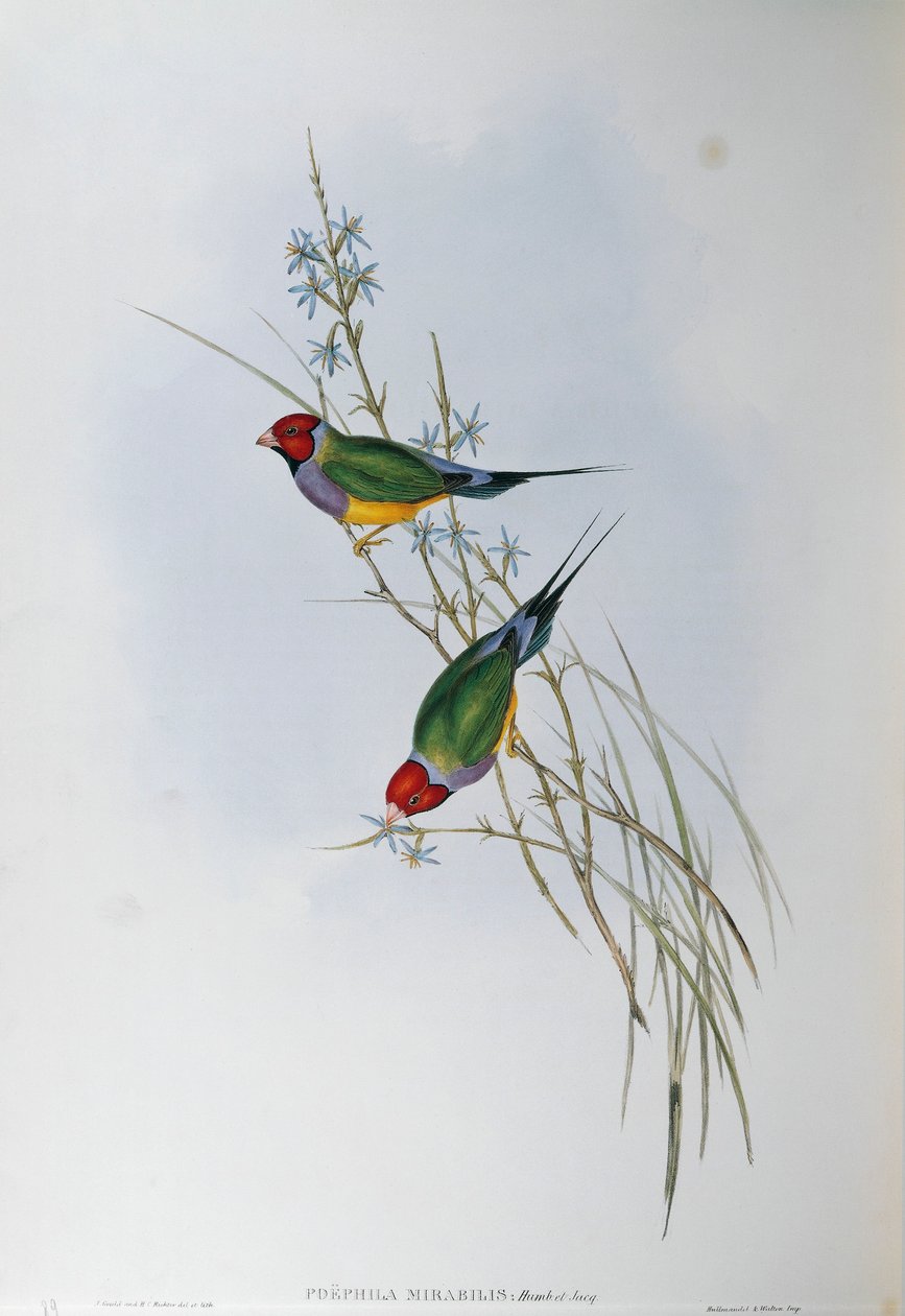 Illustration fra John Goulds "The Birds of Australia" repræsenterende Gouldian Finch Chloebia gouldiae, af Oscar Dressler af John Gould