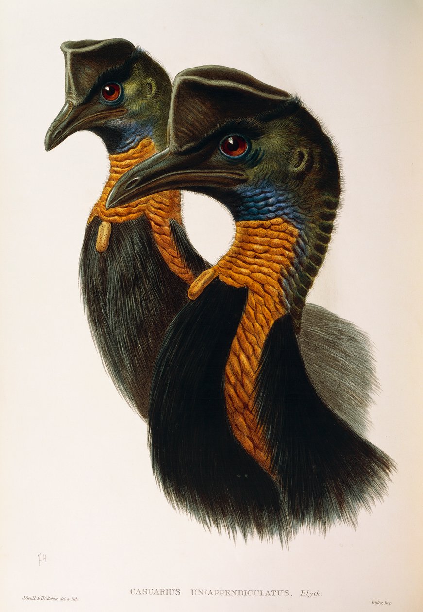 Illustration fra John Goulds "The Birds of Australia", der repræsenterer Northern Cassowary Casuarius unappendiculatus, af Oscar Dressler af John Gould
