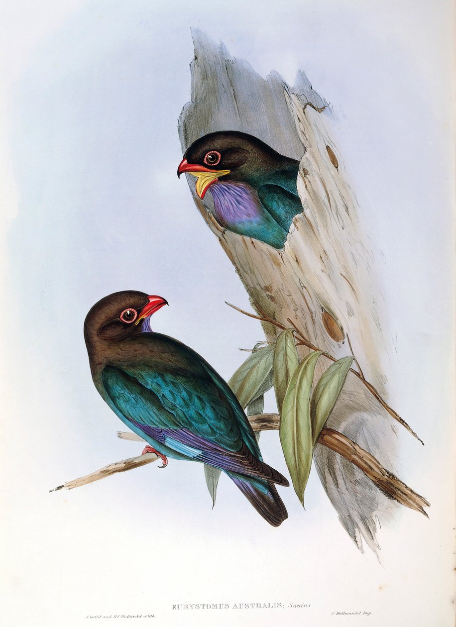 Illustration fra John Goulds "The Birds of Australia" repræsenterende Oriental Dollarbird Eurystomus orientalis, af John Gould