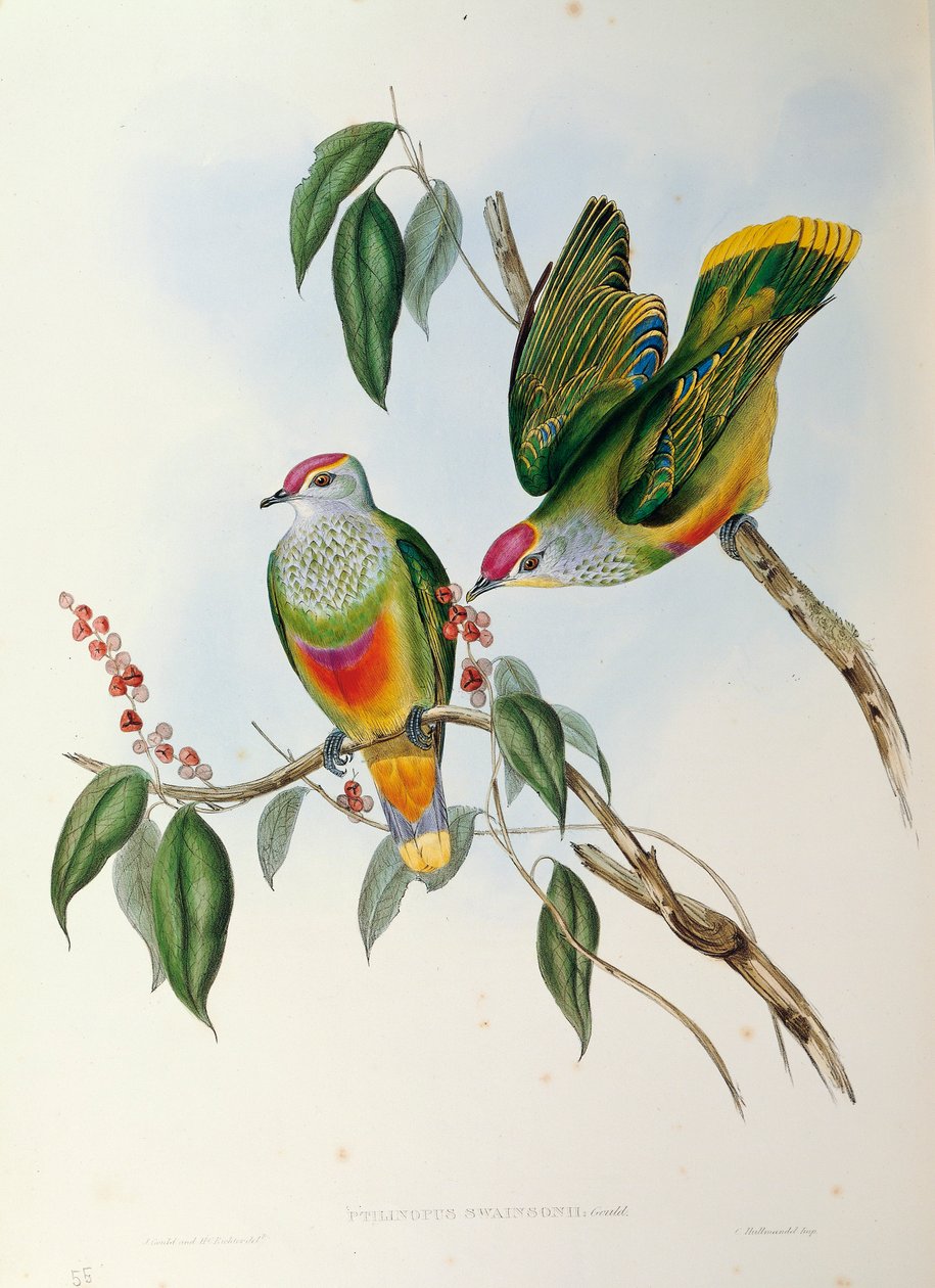 Illustration fra John Goulds "The Birds of Australia", der repræsenterer den rosenkronede frugtdue Ptilinopus regina, af John Gould