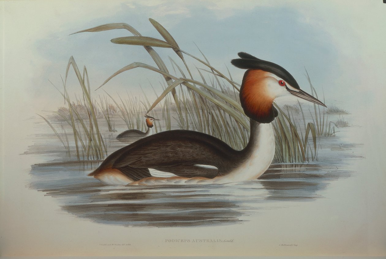 Illustration fra John Goulds "The Birds of Australia", der repræsenterer Southern Crested Grebe Podiceps cristatus australis, af Oscar Dressler af John Gould