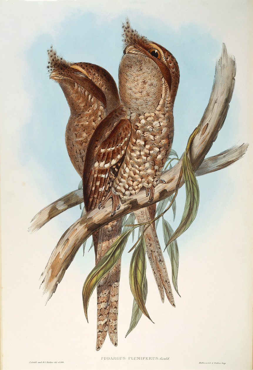Illustration fra John Goulds "The Birds of Australia", der repræsenterer Tawny Frogmouth Podargus strigoides, af Oscar Dressler af John Gould