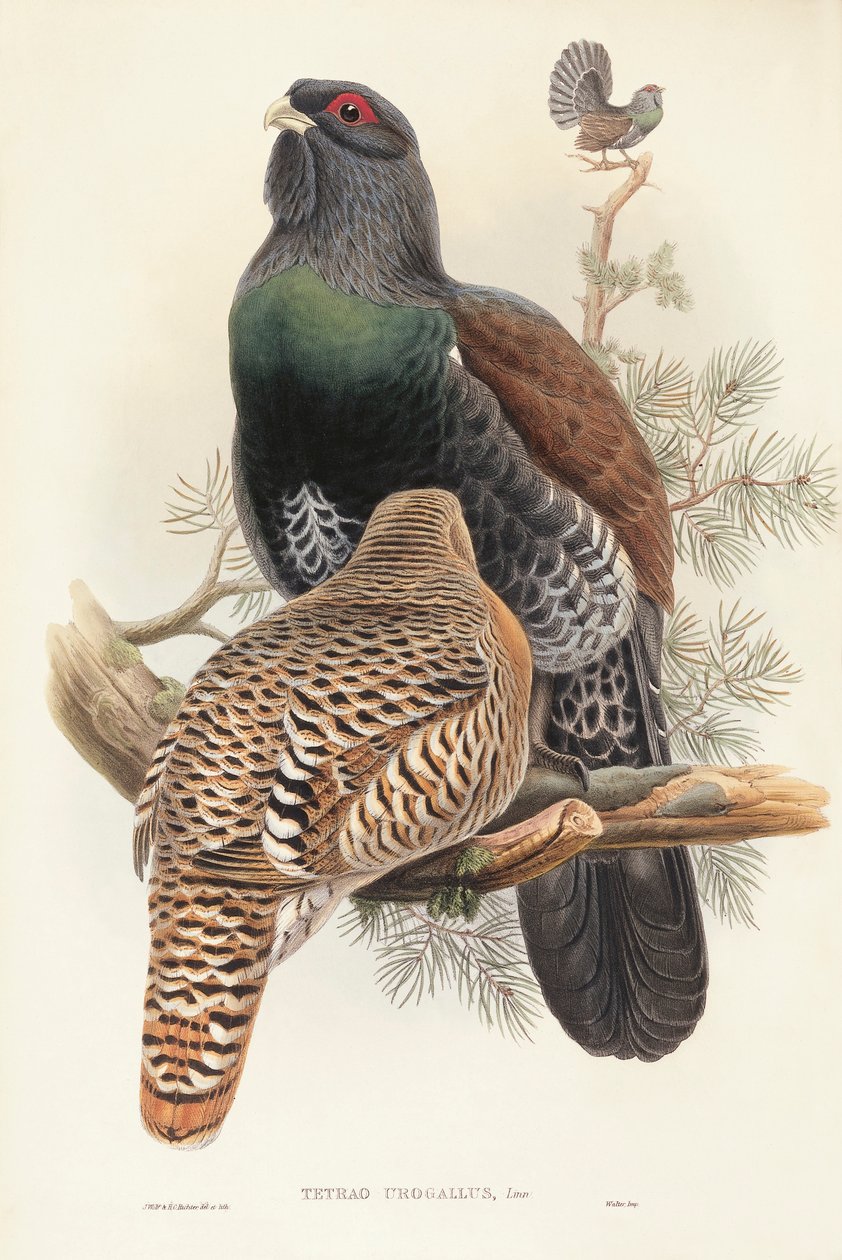 Illustration fra John Goulds "The Birds of Great Britain" repræsenterende Capercaillie Tetrao urogallus af John Gould