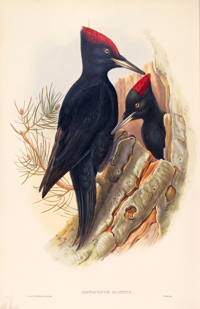Illustration fra John Goulds "The Birds of Great Britain", der repræsenterer par sorte spætter Dryocopus martius af John Gould